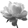 🌺