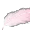 🪽