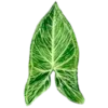 🍃