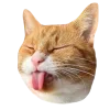 🐱