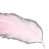 🪽
