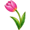 🌷