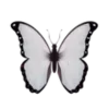 🦋
