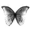 🦋