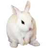 🐇