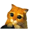 😿