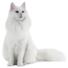 🐱