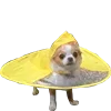 🐶