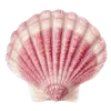 🐚