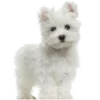 🐶
