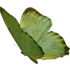 🦋