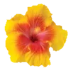 🌺