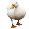 🦢