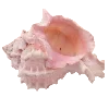 ✨