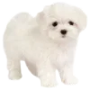 🐶