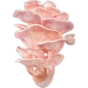 🍄