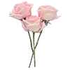 🌷