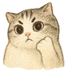 🐈