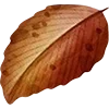 🍁