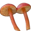 🍄