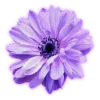 🌸