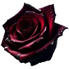🌹