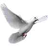 🕊