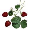 🍓