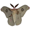 🦋
