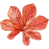 🍁