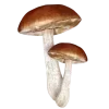 🍄