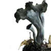 🍄