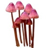 🍄