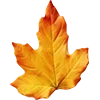 🍁