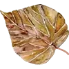 🍁