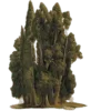 🌲