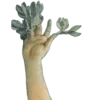 ✌️