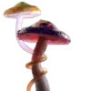 🍄