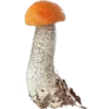 🍄