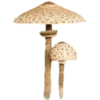 🍄