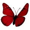 🦋