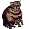 🐈