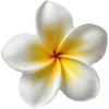 🌺