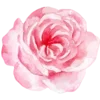 🌹
