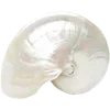 🐚