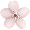 🌸