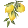 🍋