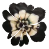 🌺