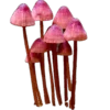 🍄