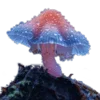 🍄